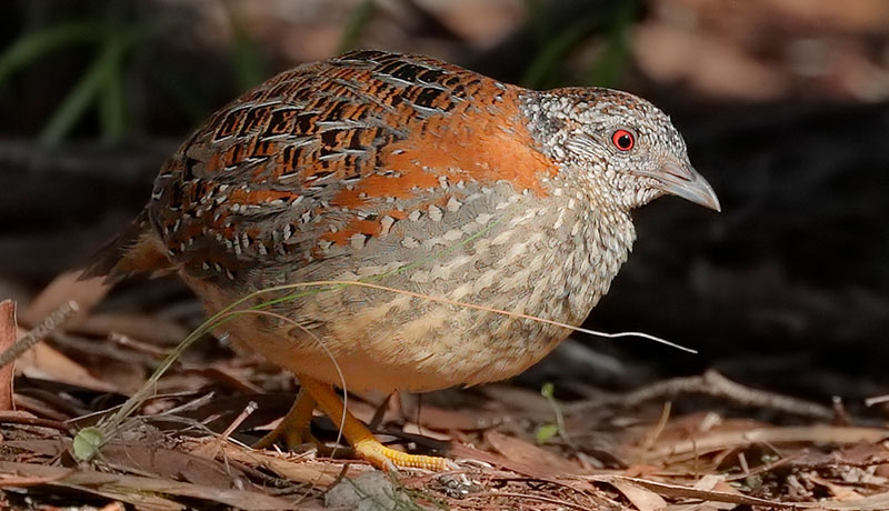 button-quails